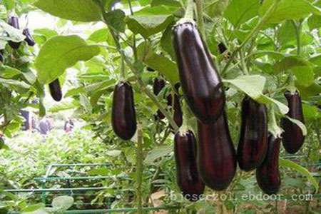 eggplant